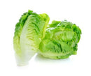 Cos lettuce twin pack