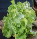 green oak lettuce