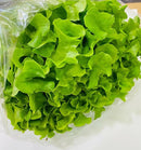 Green oak lettuce
