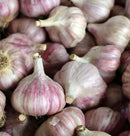 Fresh Grown Garlic
