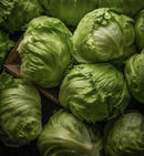 Iceberg lettuce