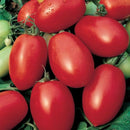 Snacking Tomato punnet (Roma)