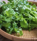Fresh coriander Bunch