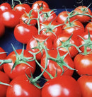 Large premium Truss tomatoes