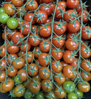 cherry truss tomatoes