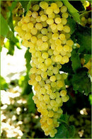Sultana Grapes 1kg