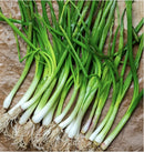 Spring Onion