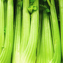 Celery