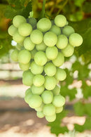 Premium automncrisp seedless grapes 1kg