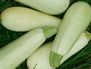 White Zucchini 1 kg