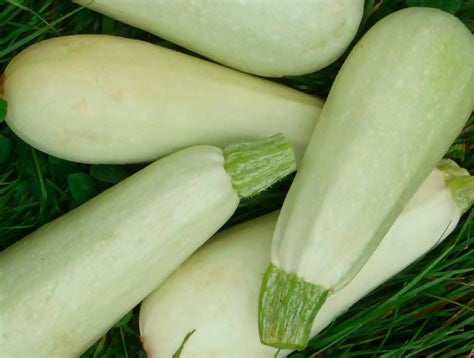 White Zucchini 1 kg