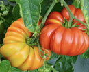 Australian Heirloom Tomatoes