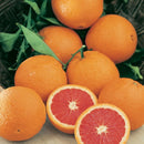 Cara Cara Orange