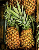 Large Pineapple