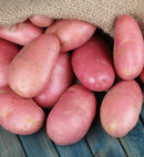 premium Red potatoes
