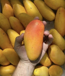 Super Sweet Maha Mango