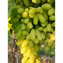 Thompson Seedless grapes 1kg