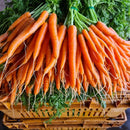 carrot bunch