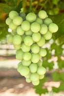 Autumn crisp Grapes