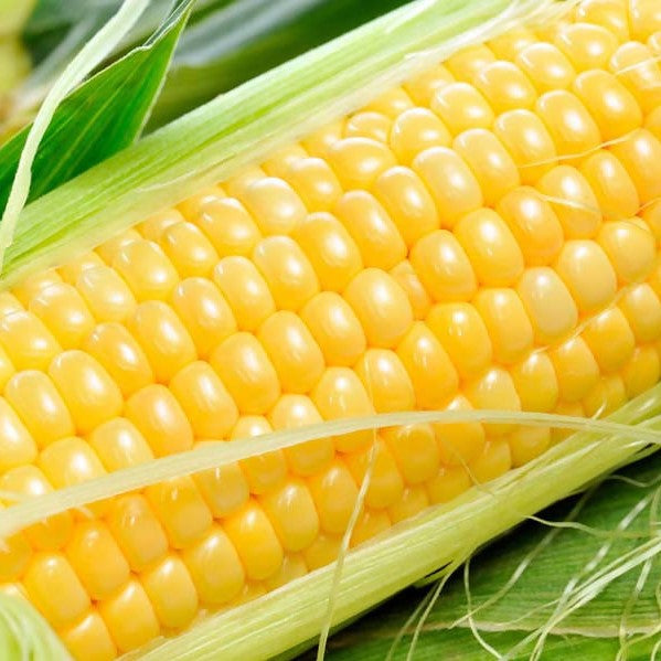 Sweet Corn ($ 2.00each)