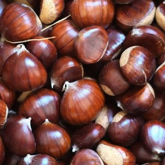 Chestnut