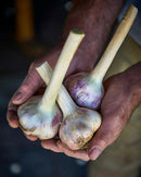 Australian Garlic 1kg