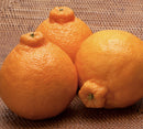 Dekopon Mandarine