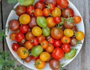 Rainbow Tomatoes