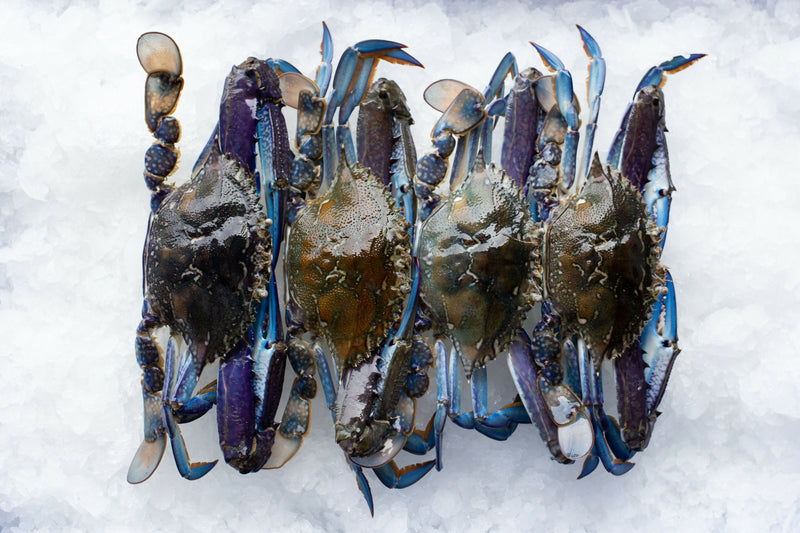 2019_Angelakis_Blue Swimmer Crab-3