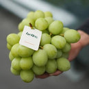 Autumn crisp Grapes