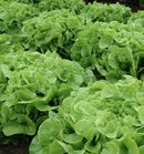 green oak lettuce