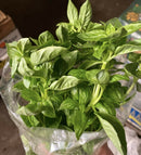Australian Grown Basil