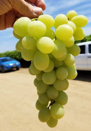 LOCAL ivery GRAPES