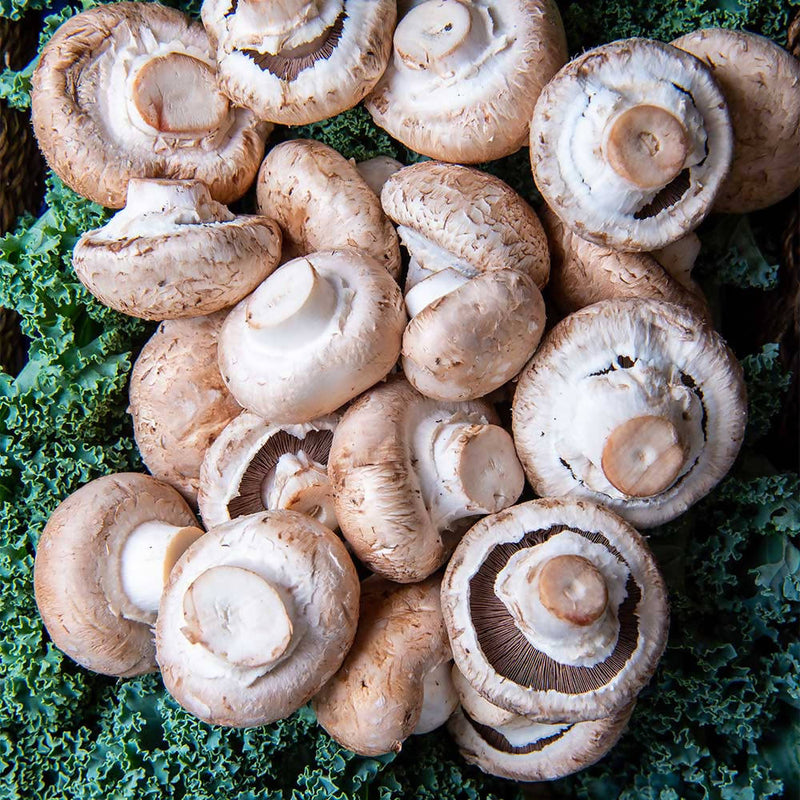 Swiss Special Mushrooms