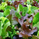 Mesclun Prepack 120g