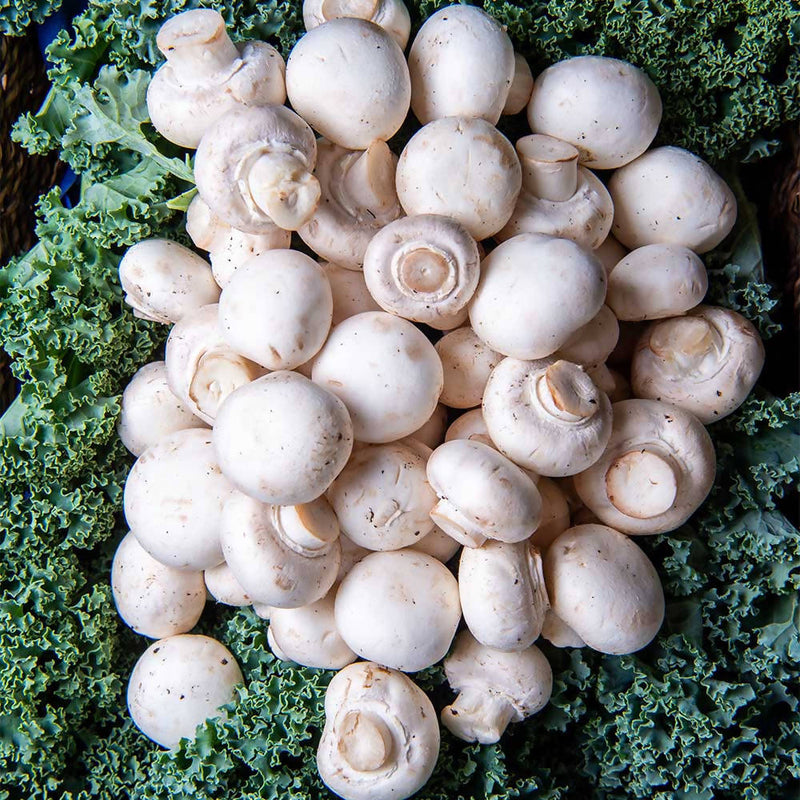 White Button Mushrooms (Super Small)