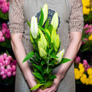 Oriental Lillies (white)