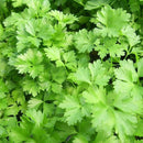 Parsley (Italian - Flat)