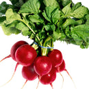 radish