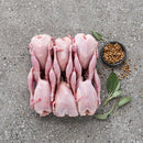 Quail (6 pack) jumbo