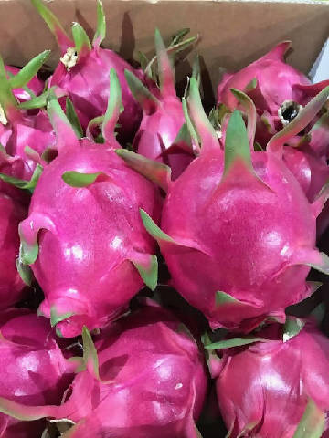 Local Sweet Dragon Fruit (white or red Flesh)