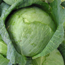 Cabbage