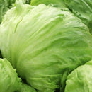 Iceberg Lettuce