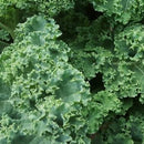 Kale Bunch