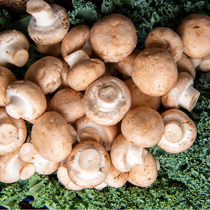 Swiss Button Mushrooms