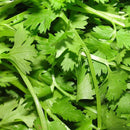 Coriander Bunch