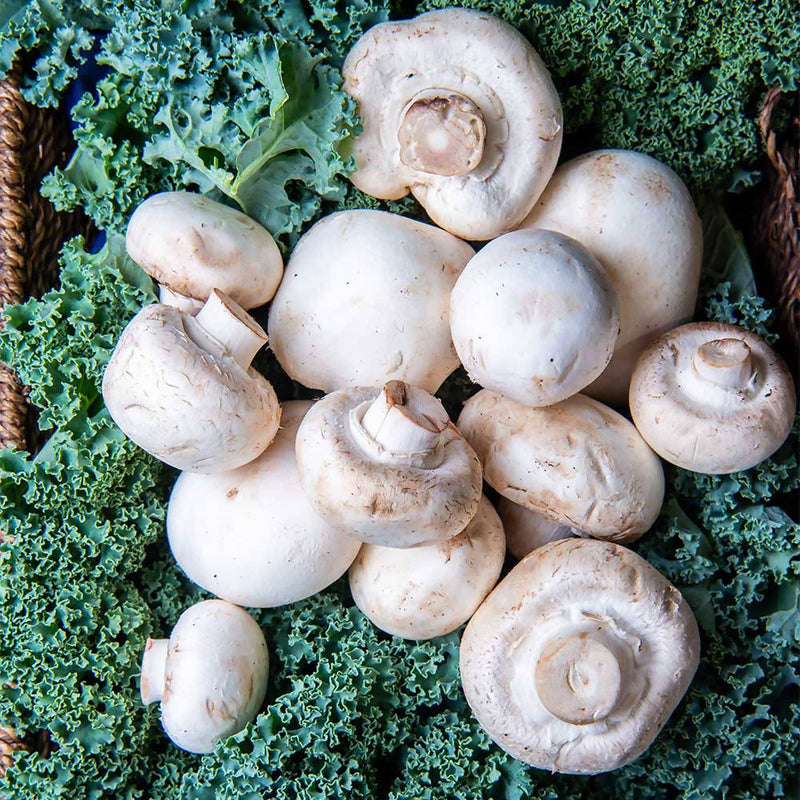 White Special Mushrooms