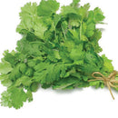 coriander bunch super fresh locally grown