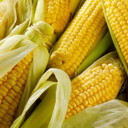 sweet corn premium