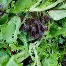 Mesculin Mix(3.99/p/bag/150gm)